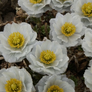 Trollius lilacinus